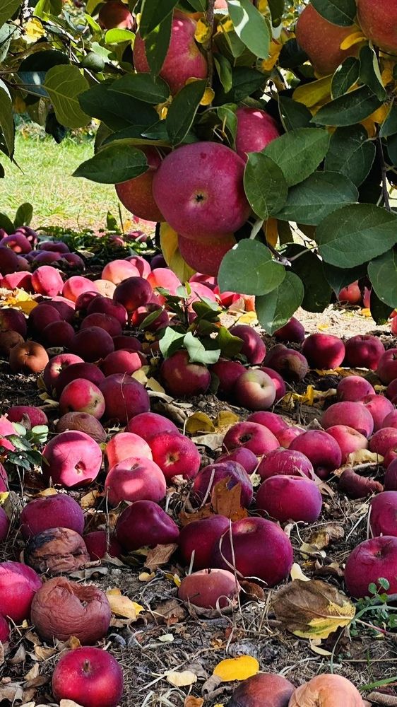 Фотография автора Olga Andriuc