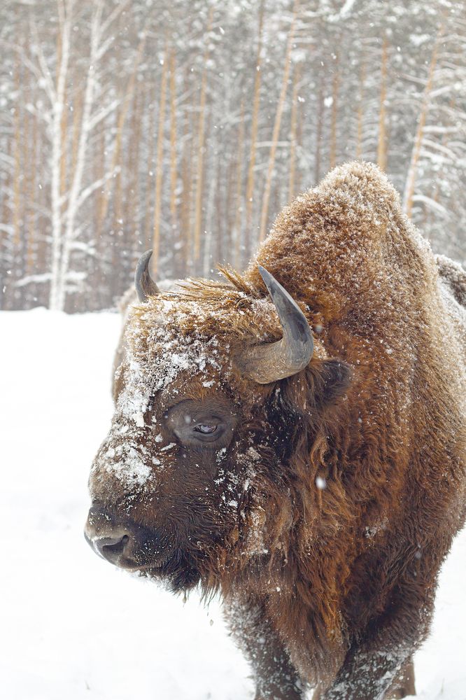 Photograph by Чудинин Дмитрий