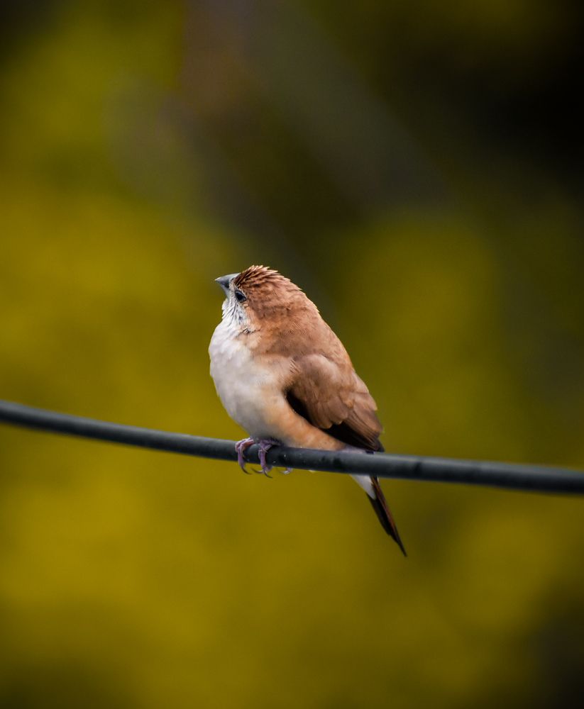 Photograph by AJAY KUMAR