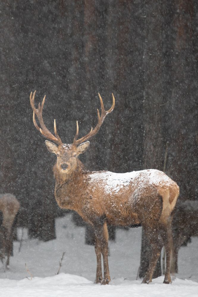 Photograph by Чудинин Дмитрий