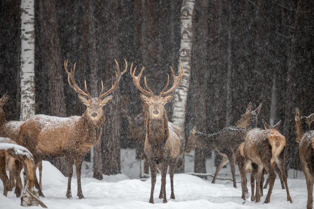 Фотография автора Чудинин Дмитрий