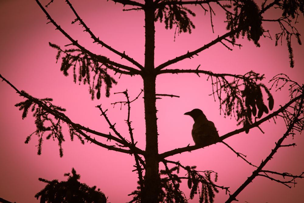 Photograph by Чудинин Дмитрий