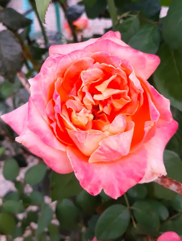 Photograph by Галина Глазкова