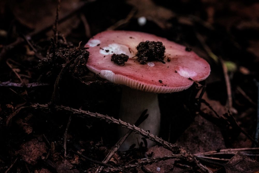 Photograph by Ксения Шилина