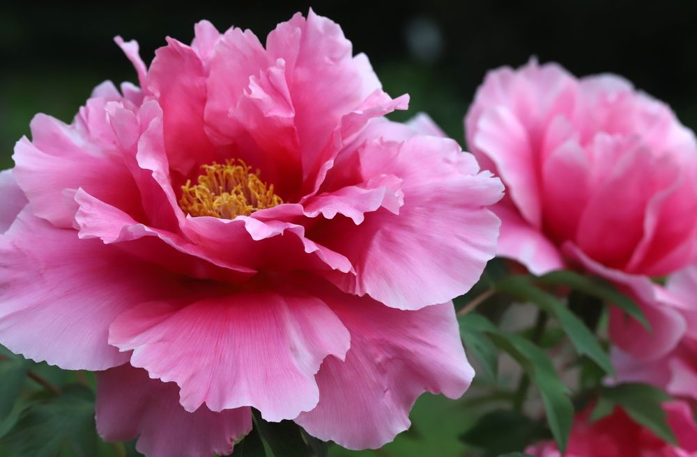 Photograph by елена