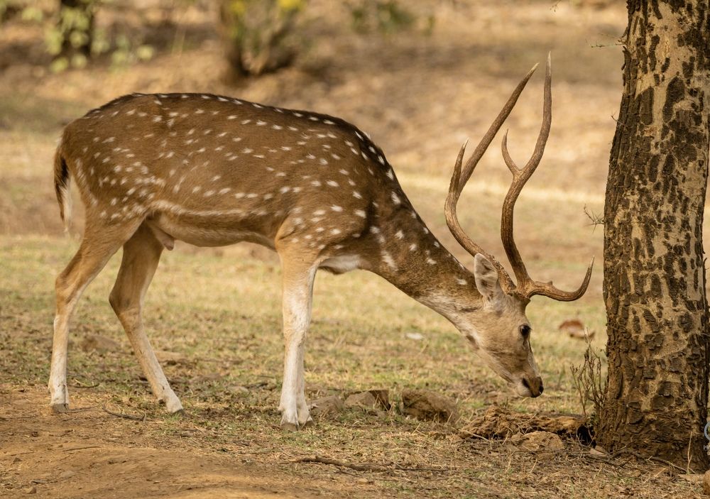 Фотография автора Mrinal Ranjan