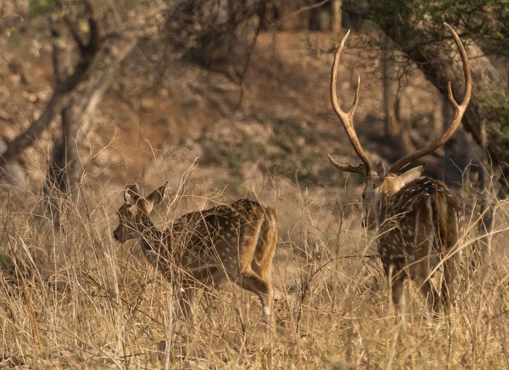 Фотография автора Mrinal Ranjan