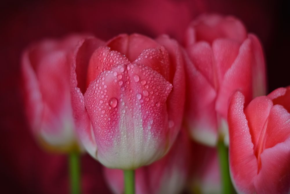 Photograph by Ирина Никульча