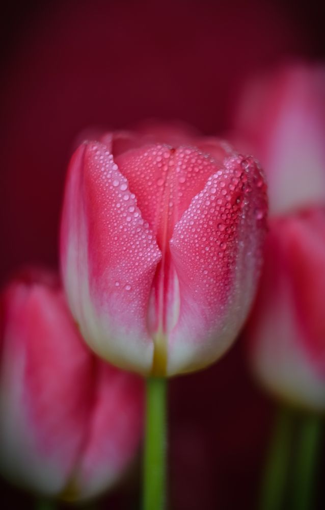 Photograph by Ирина Никульча