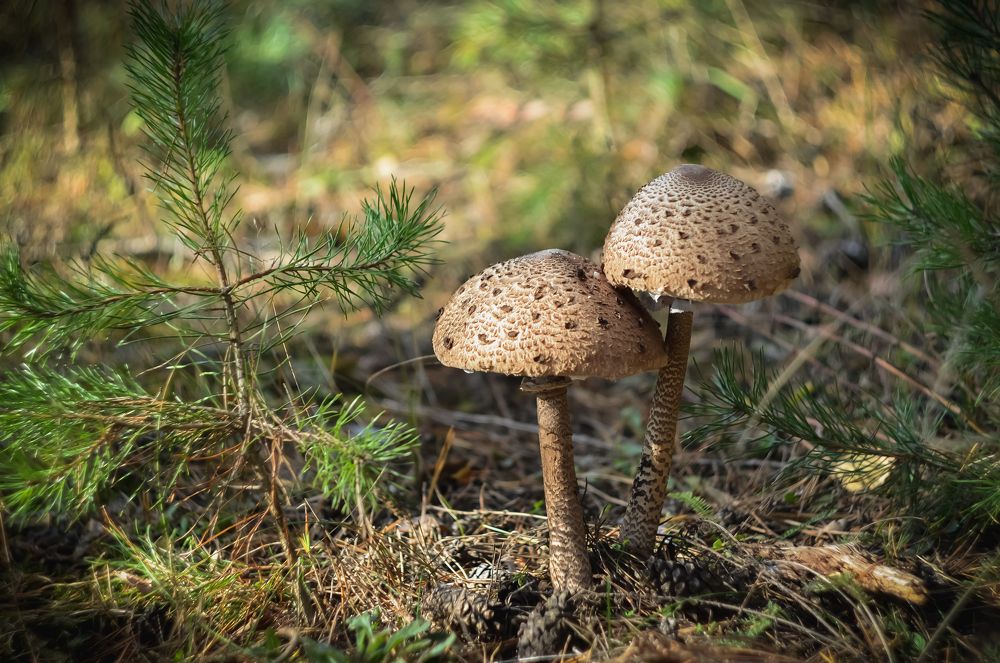 Photograph by Ирина Никульча