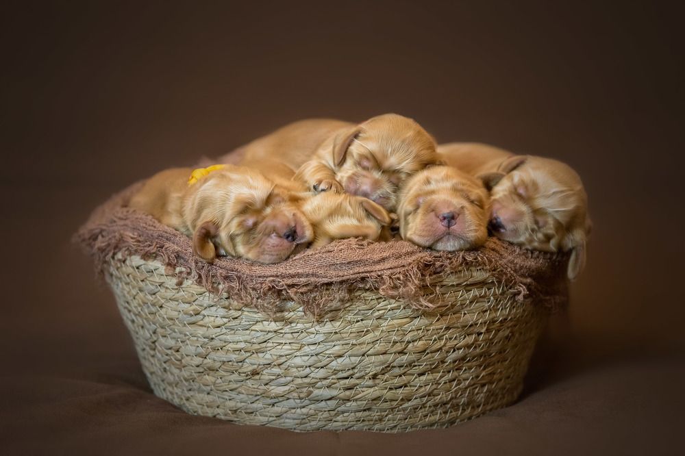 Корзинка счастья