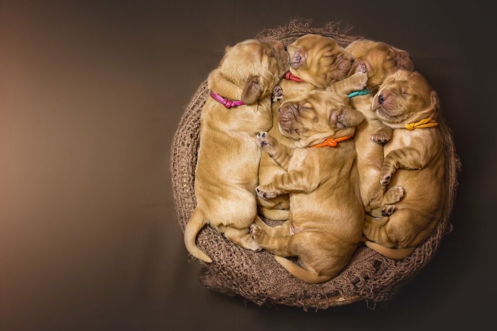 Сладкий сон