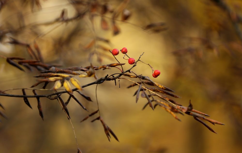 Photograph by Унку Юрий