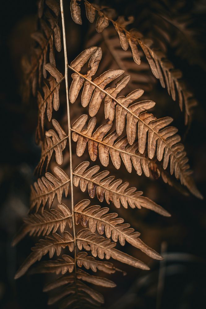 Photograph by Светлана Сергеева