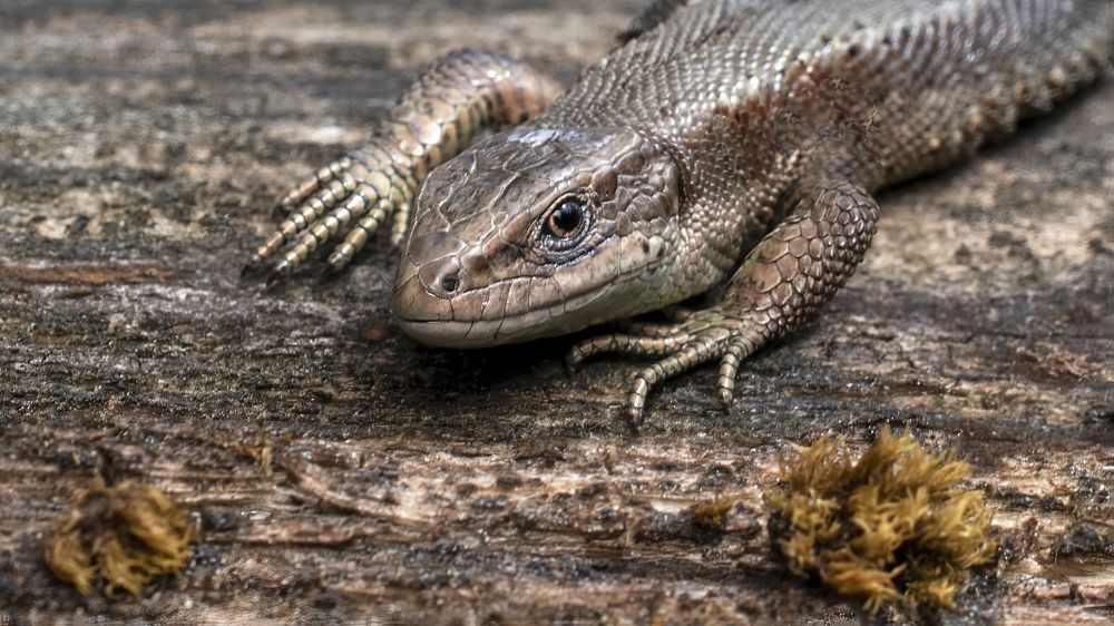 Photograph by Людмила Железнова