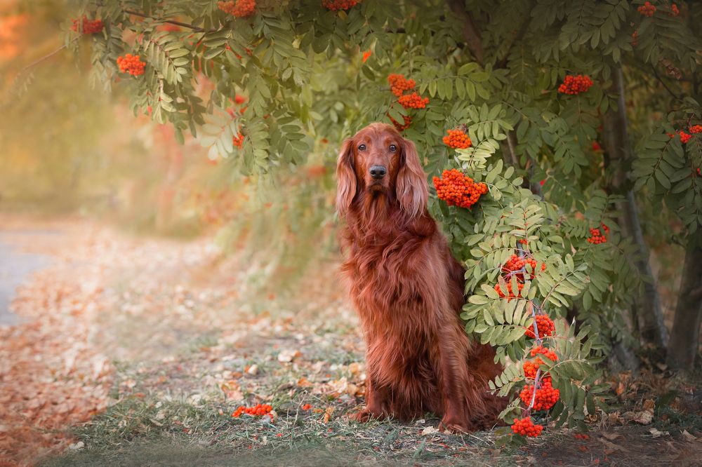 Краски осени