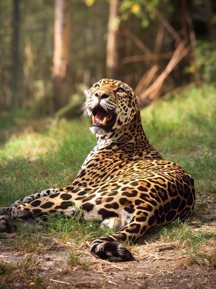 Photo #11445185
