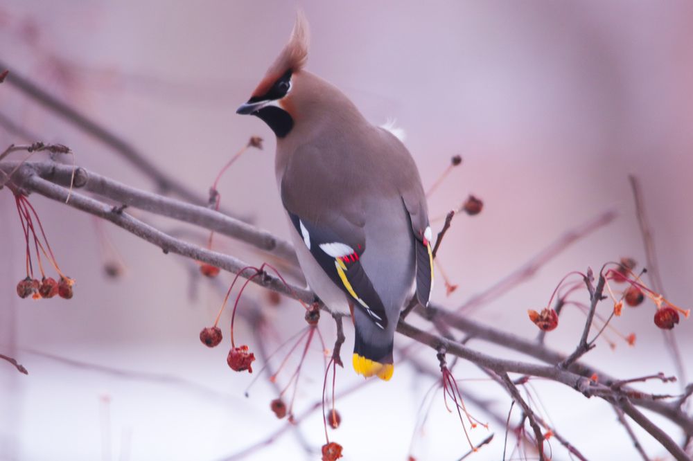 Photograph by Наталья Трифуз