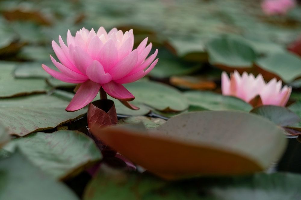 Photograph by Марина Зборацкая