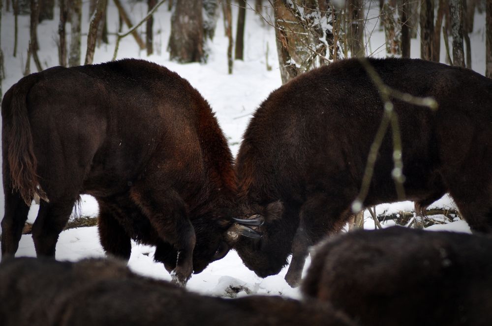 Photograph by Екатерина Молчанова