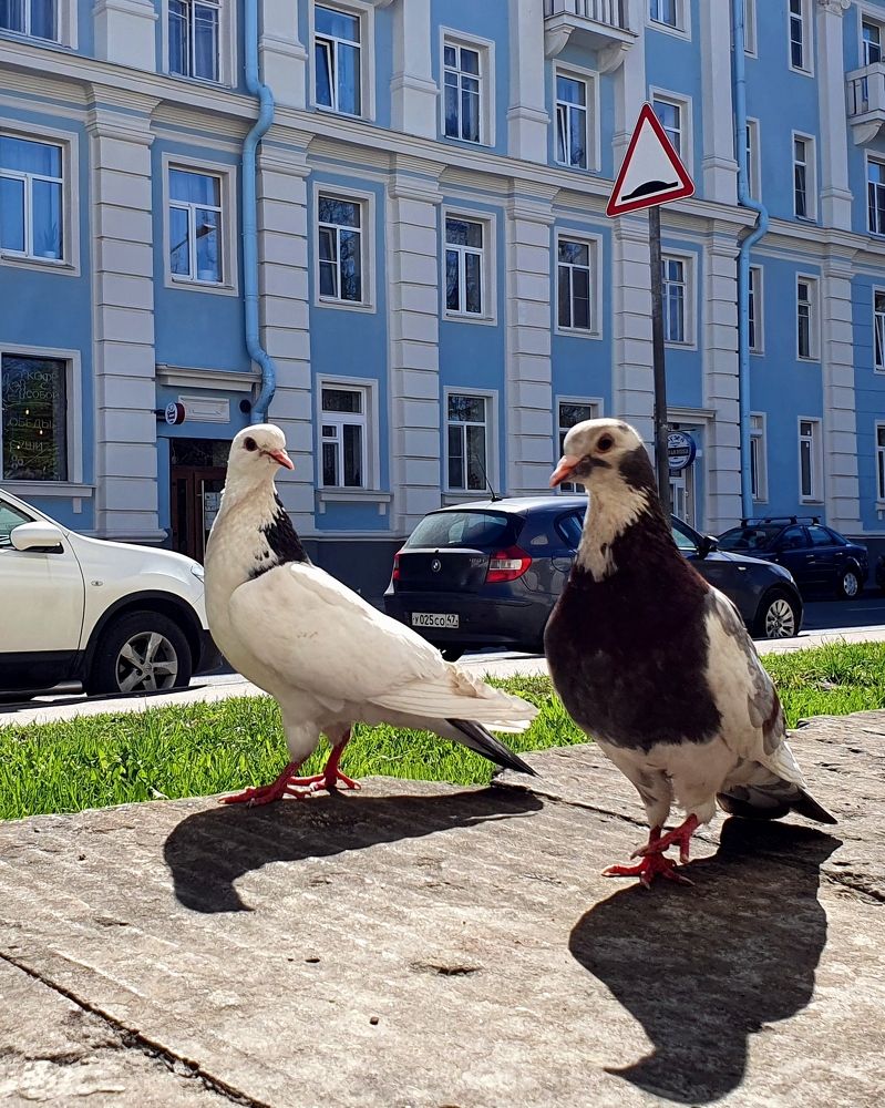 воскресная прогулка