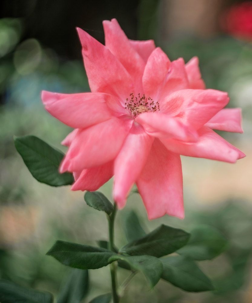 Photograph by Марина Зборацкая