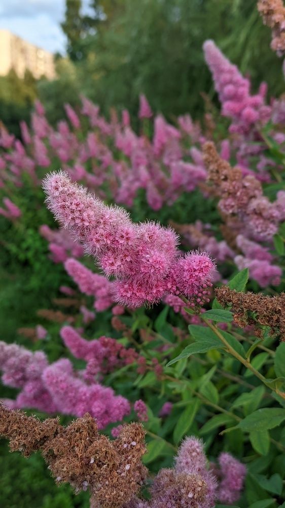 Фотография автора Васильева Ирина