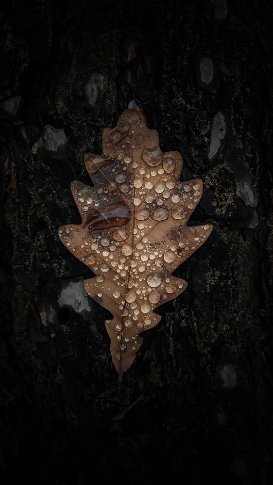 Осенний лист