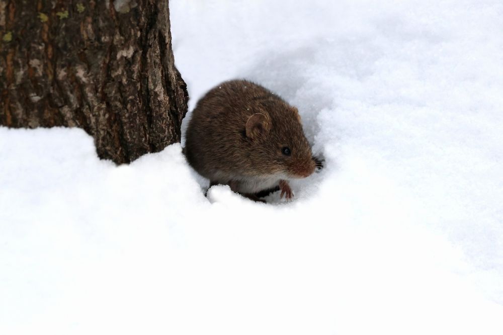 Фотография автора Адия Кочубей