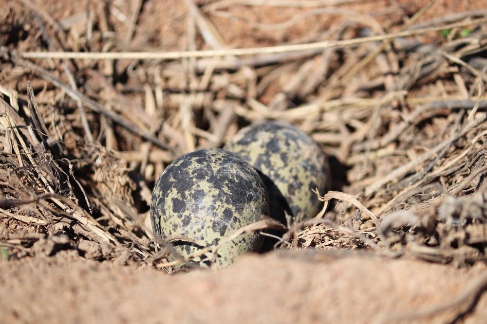 Photograph by Владимир Перминов