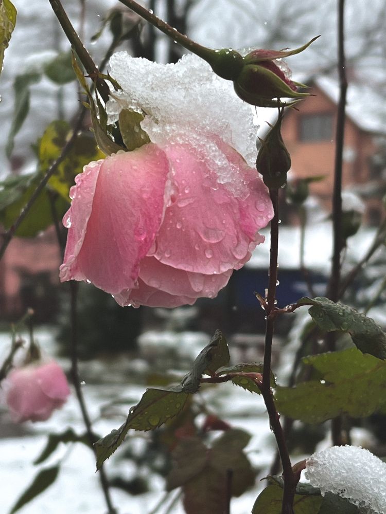 Photograph by Ольга Скиба