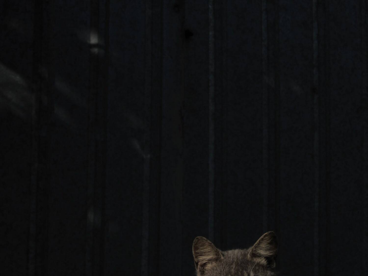 Photo #11445506