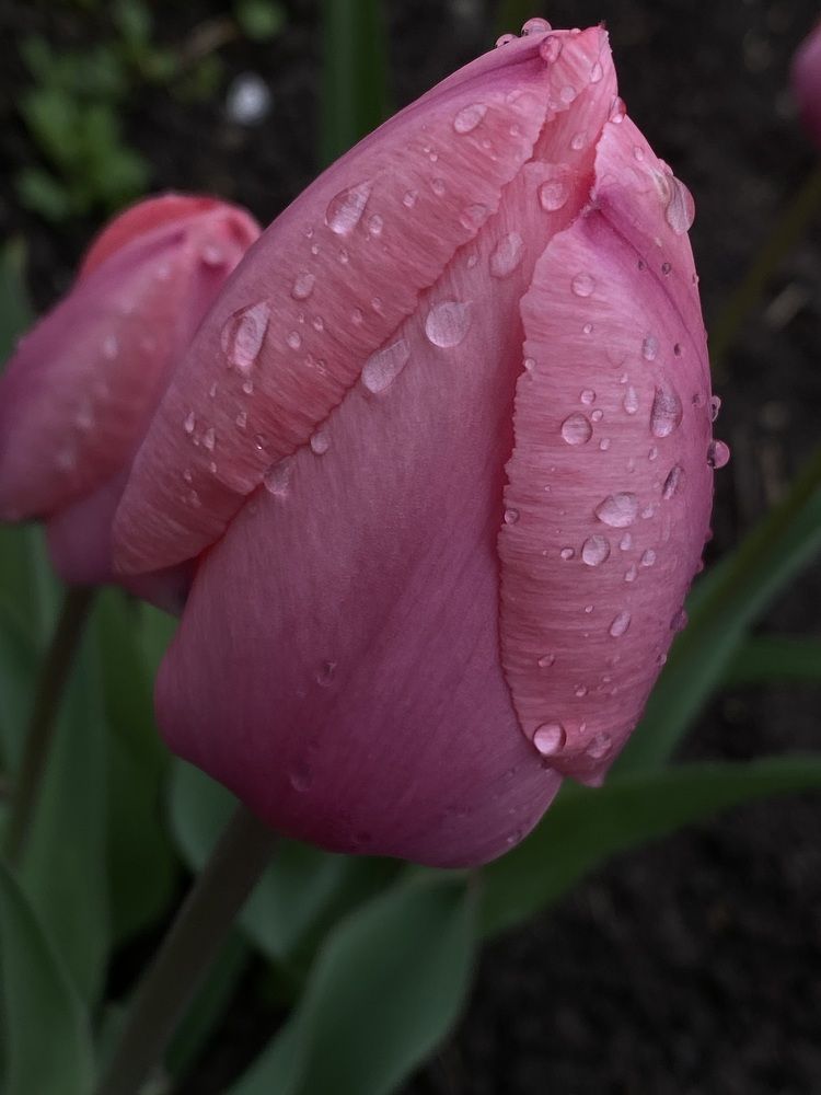 Photograph by Ольга Скиба