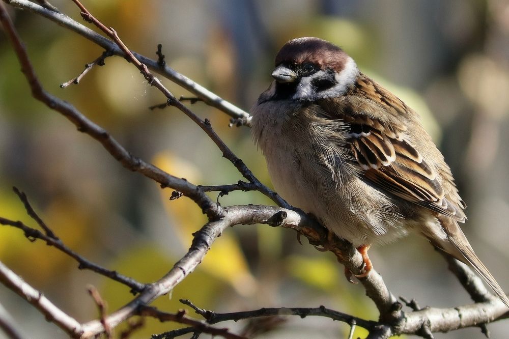 Photograph by Владимир Перминов