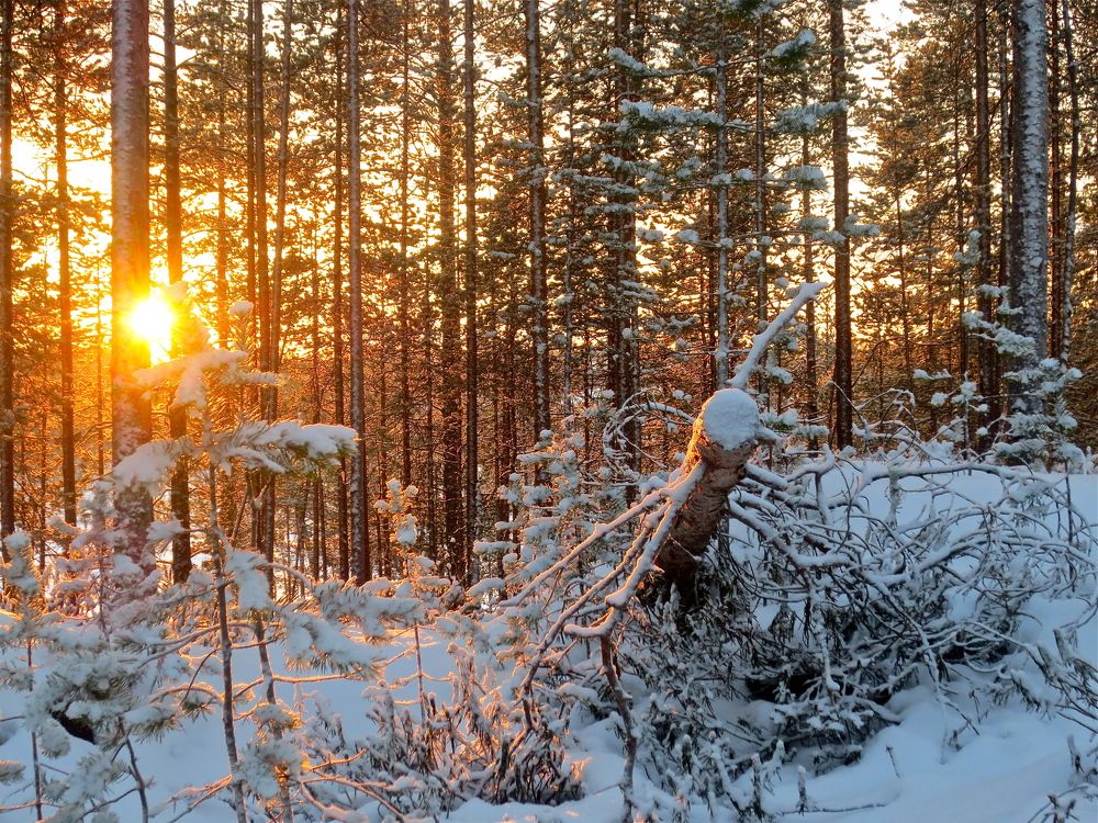 Photograph by Елена Жукова