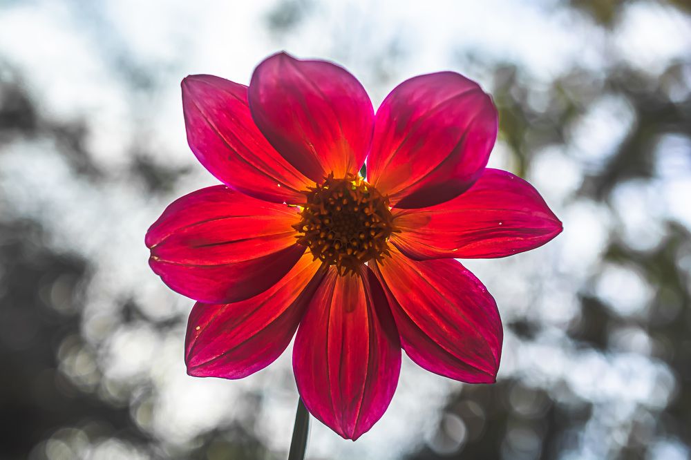 Photograph by Муза Латинская