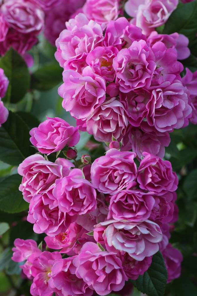 Photograph by Надежда Зайцева