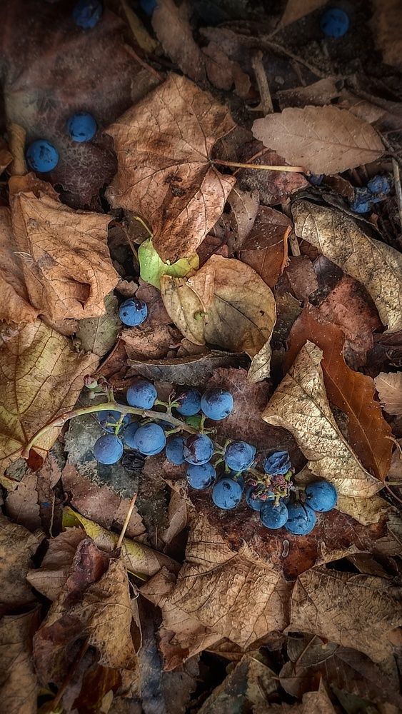 Фотография автора Анастасия Мамаева