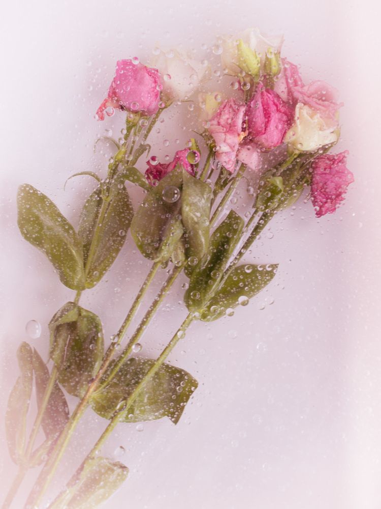 Photograph by Yulia Niki