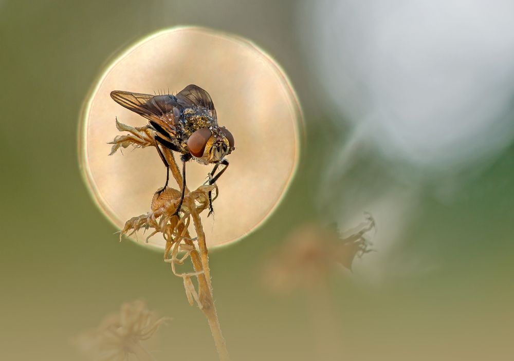 Photograph by Чепленко Алексей