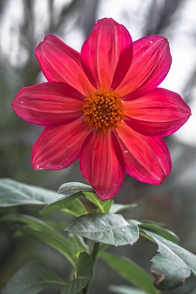 Photograph by Муза Латинская