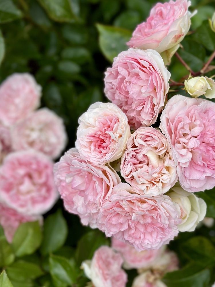 Photograph by Елена Брижеватая