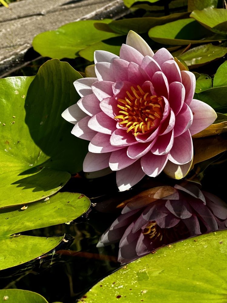 Photograph by Елена Брижеватая