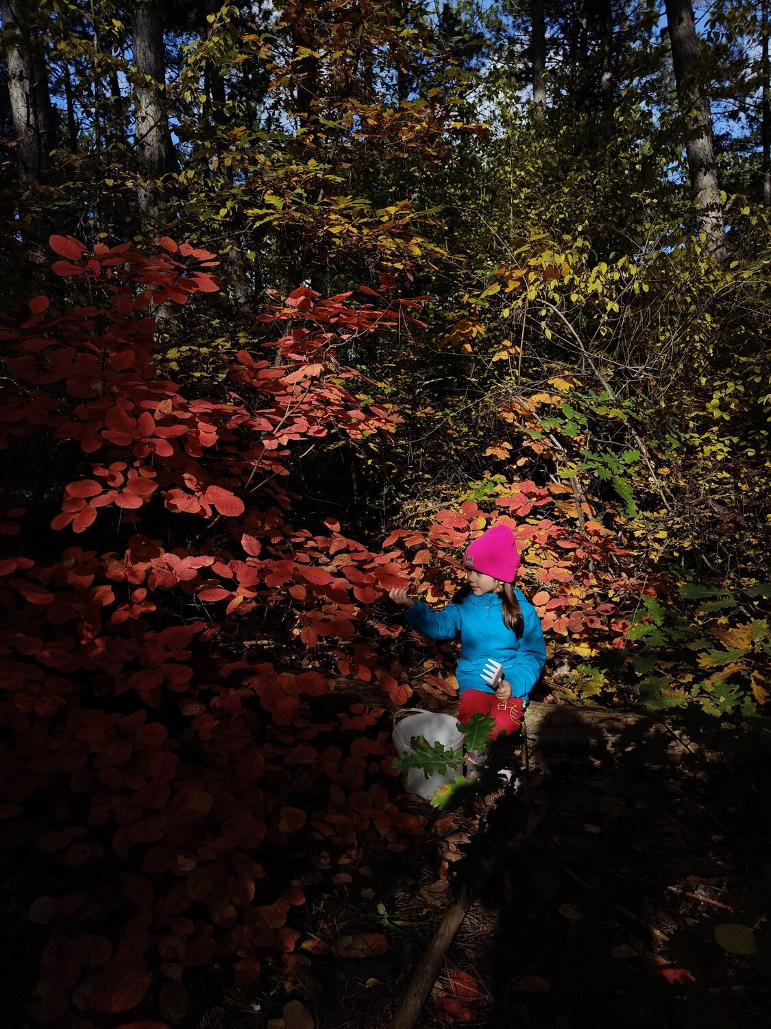 Photo #11446020