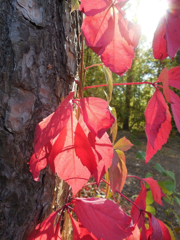 Фотография автора IRINA FILIPPOVA