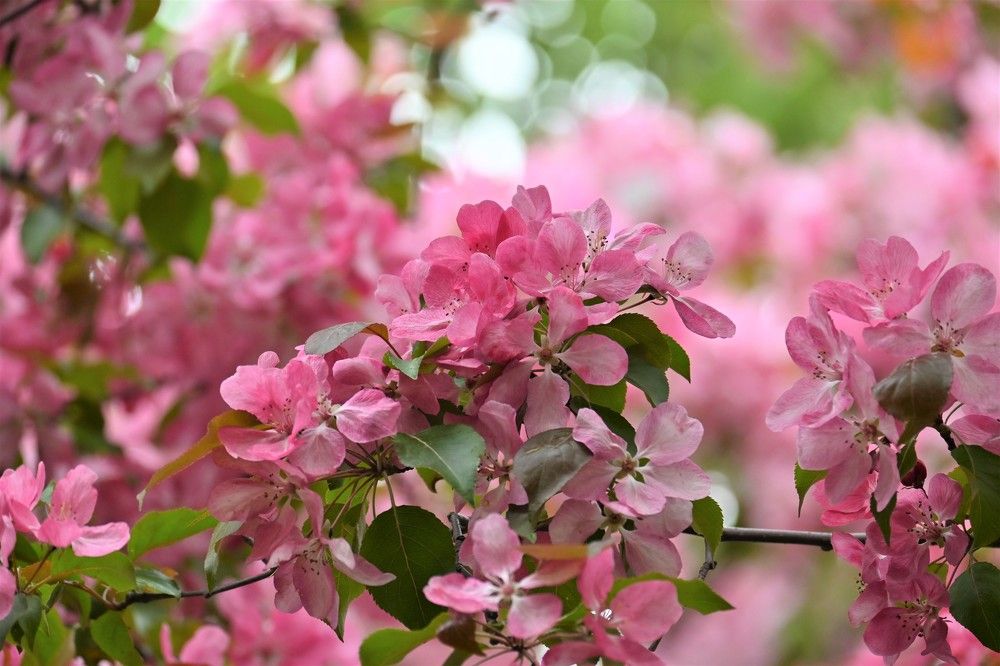 Фотография автора IRINA FILIPPOVA