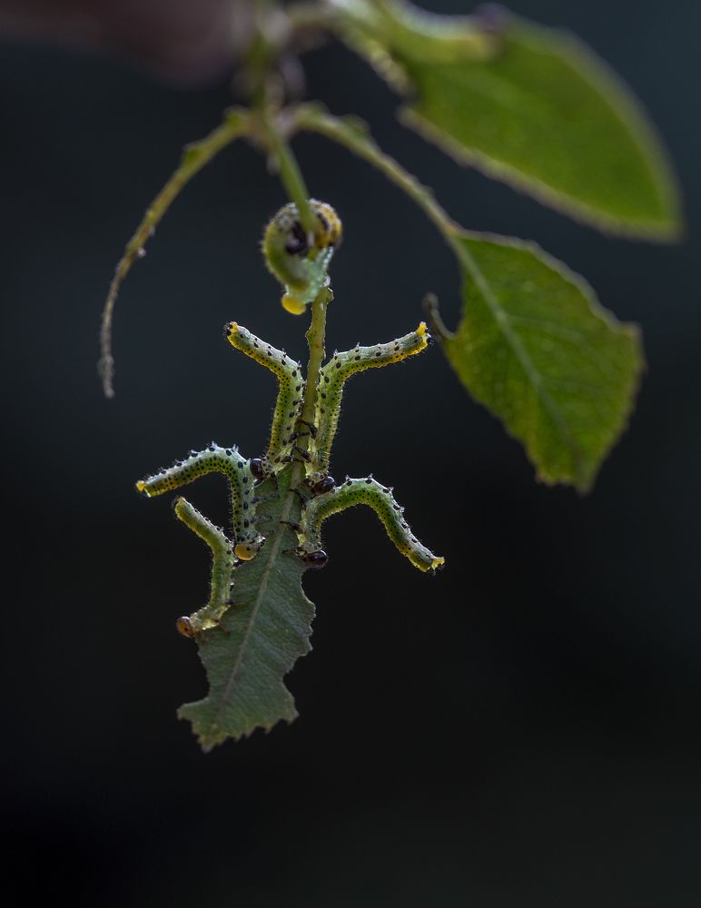 Фотография автора Uljana Kuchar