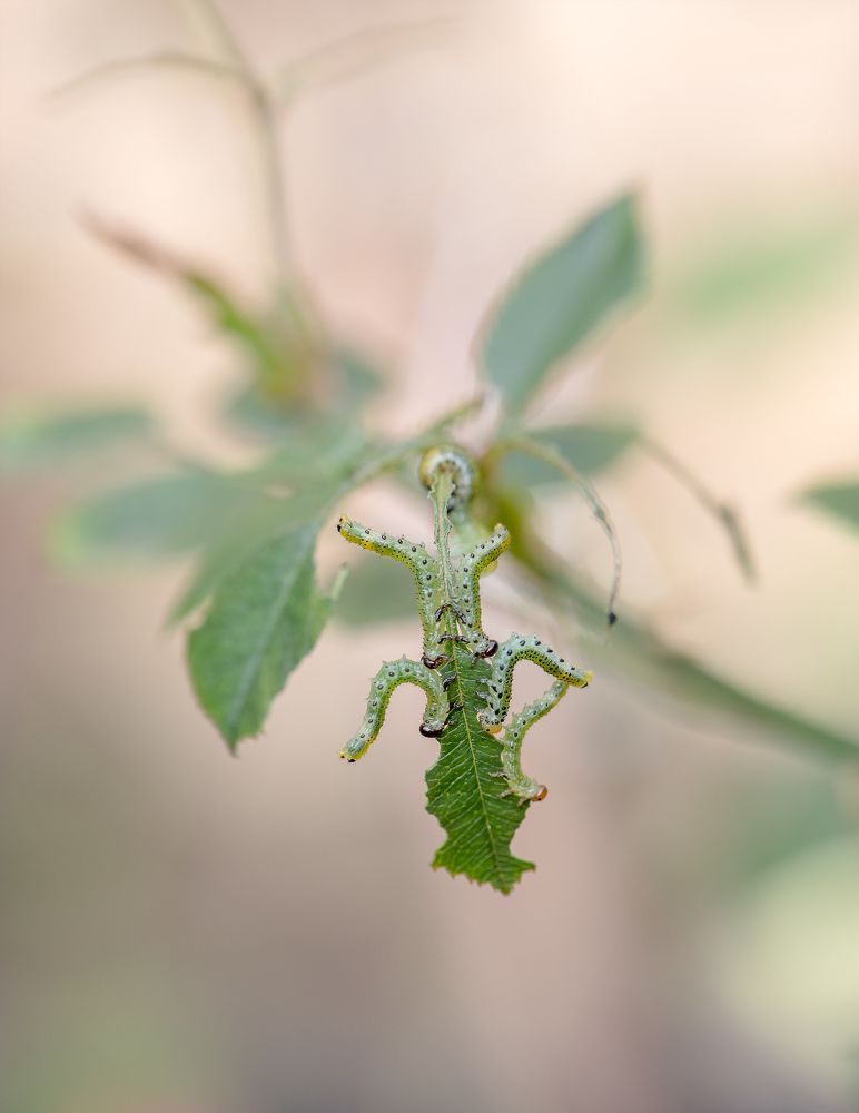 Фотография автора Uljana Kuchar