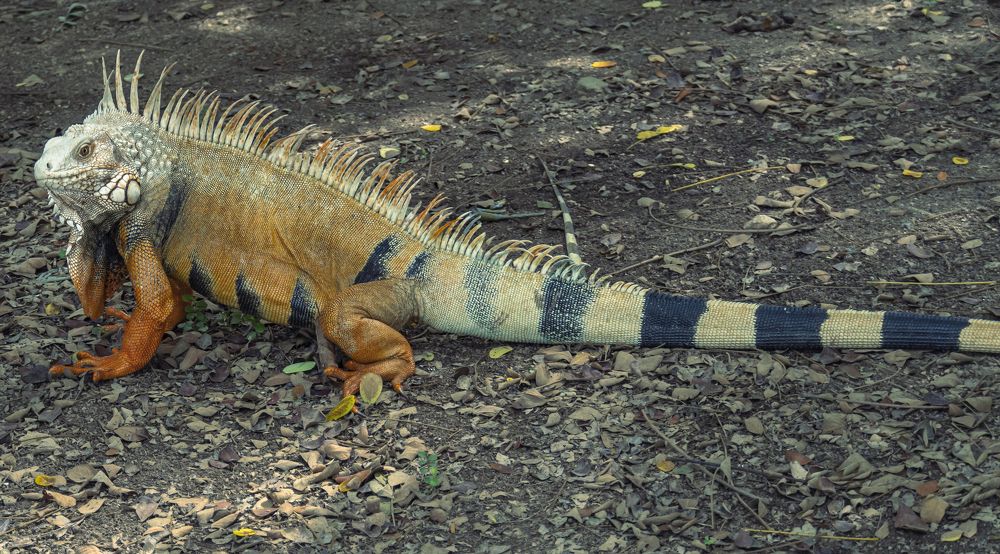 Photograph by Manuel José Castillo Ochoa