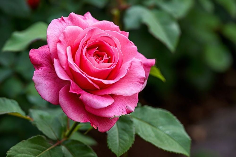 Photograph by Владимир Перминов